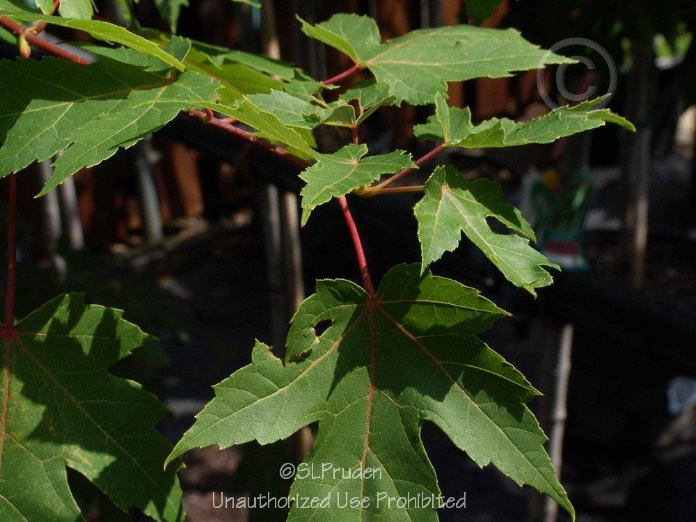 Photo of Sugar Maple (Acer saccharum) uploaded by DaylilySLP