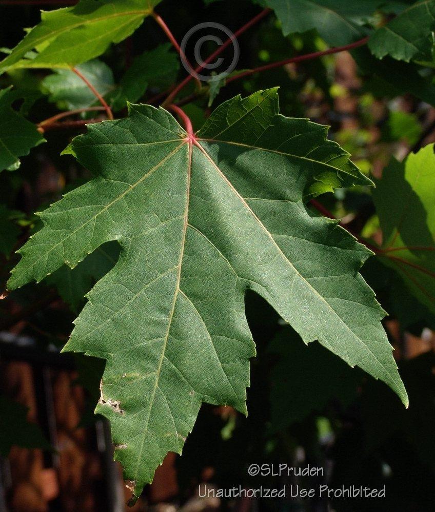 Photo of Sugar Maple (Acer saccharum) uploaded by DaylilySLP