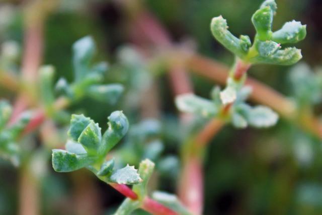 Photo of Pink Ice Plant (Oscularia deltoides) uploaded by RuuddeBlock