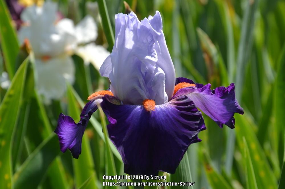 Photo of Tall Bearded Iris (Iris 'Team Spirit') uploaded by Serjio
