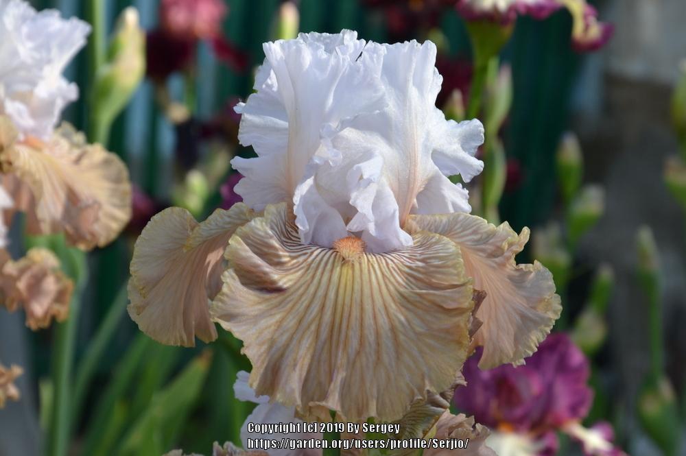 Photo of Tall Bearded Iris (Iris 'Tango Amigo') uploaded by Serjio