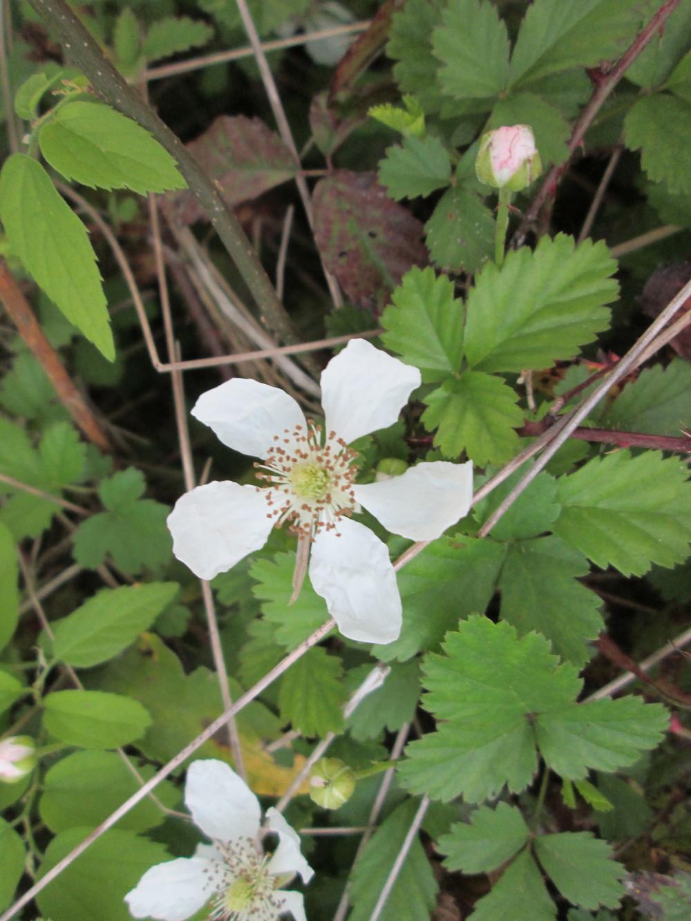Photo of Southern Dewberry (Rubus trivialis) uploaded by christinereid54
