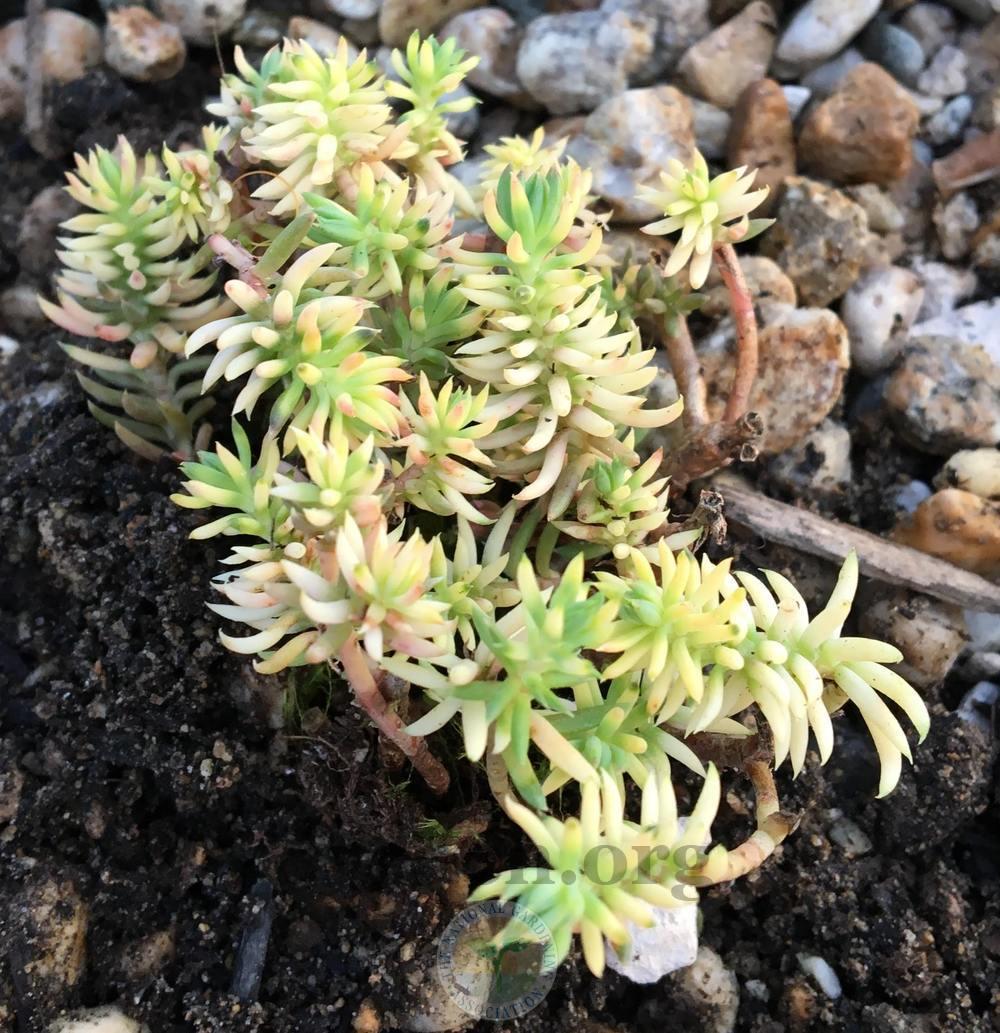 Photo of Jenny's Stonecrop (Petrosedum rupestre subsp. rupestre 'Touched in White') uploaded by BlueOddish