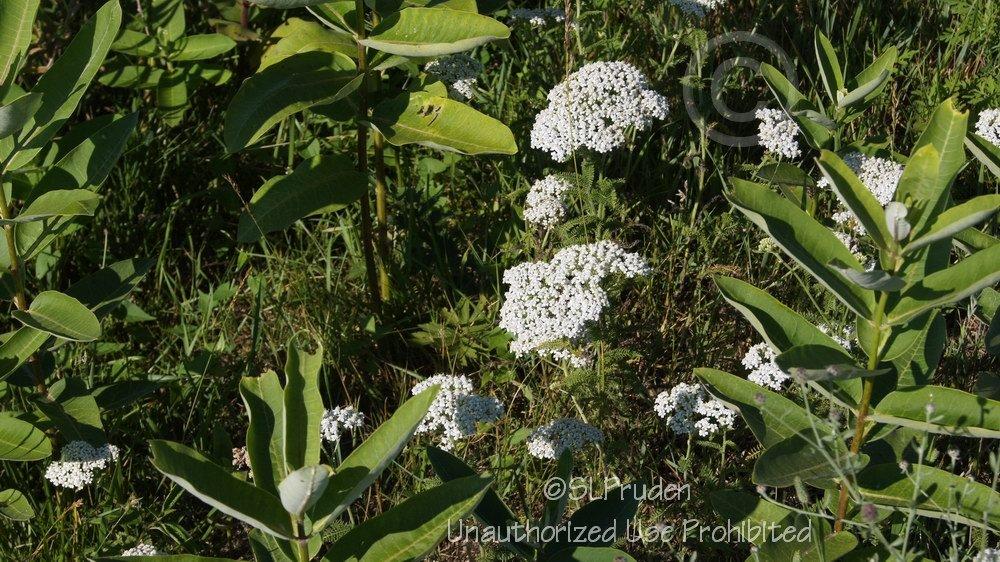 Photo of Yarrow (Achillea millefolium) uploaded by DaylilySLP