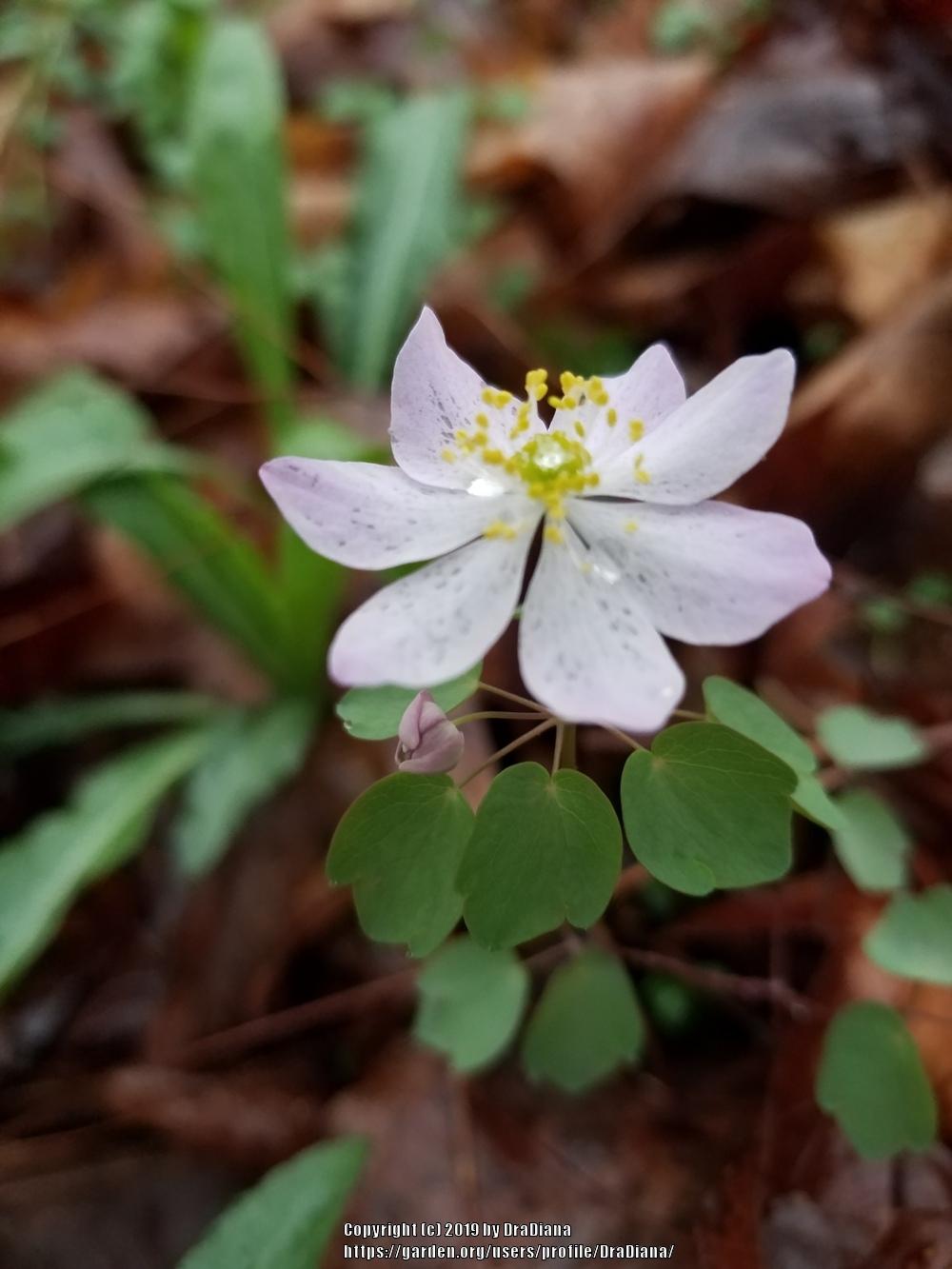 Photo of Rue Anemone (Thalictrum thalictroides) uploaded by DraDiana