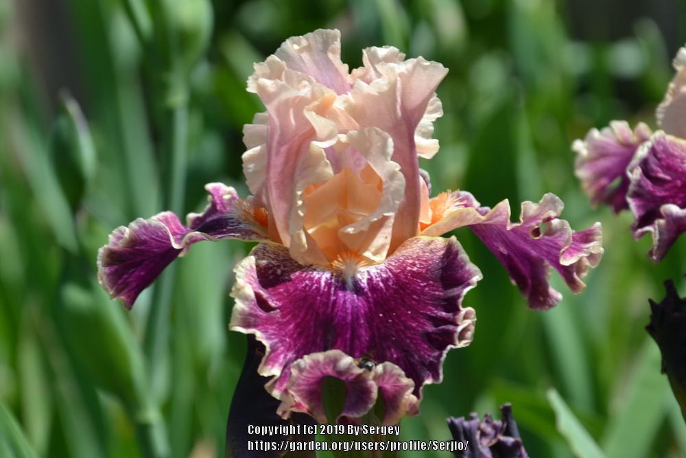 Photo of Tall Bearded Iris (Iris 'Teenybopper') uploaded by Serjio