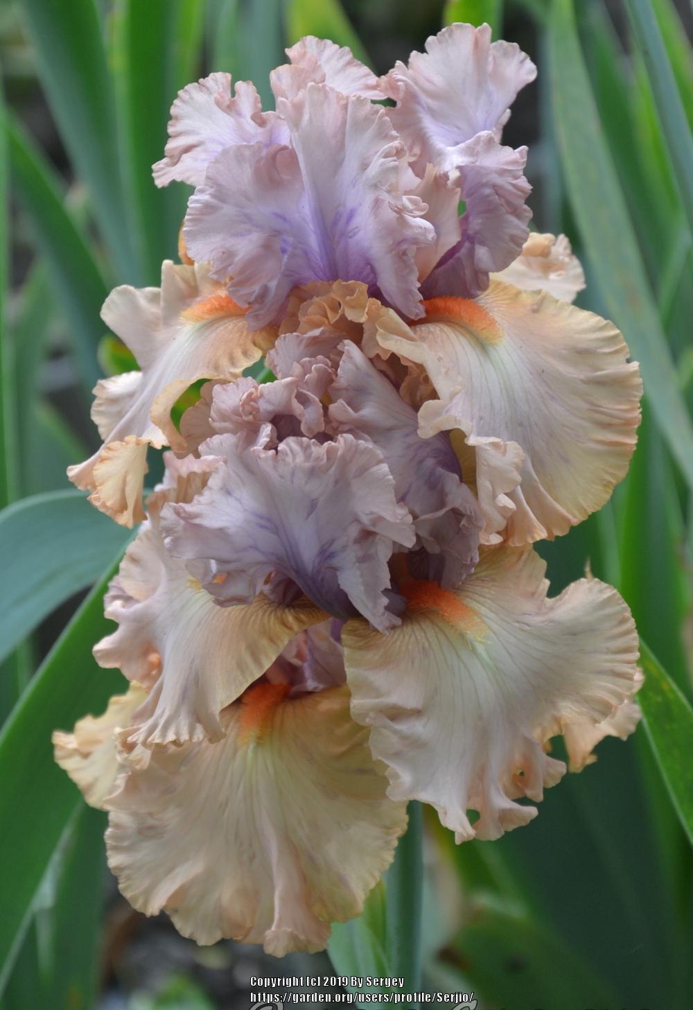 Photo of Tall Bearded Iris (Iris 'Tempesto') uploaded by Serjio