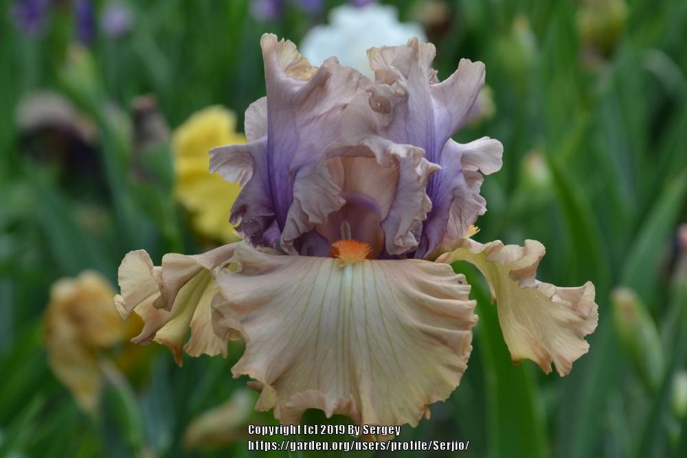 Photo of Tall Bearded Iris (Iris 'Tempesto') uploaded by Serjio
