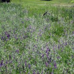 Location: Twisp
Date: June
The vetch takes over our whole pasture. It really attracts the 'j