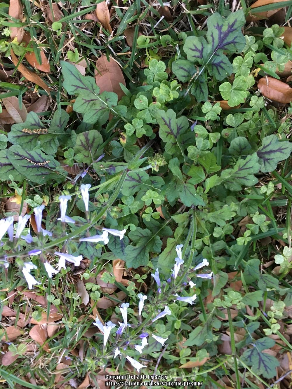 Photo of Lyreleaf Sage (Salvia lyrata) uploaded by piksihk