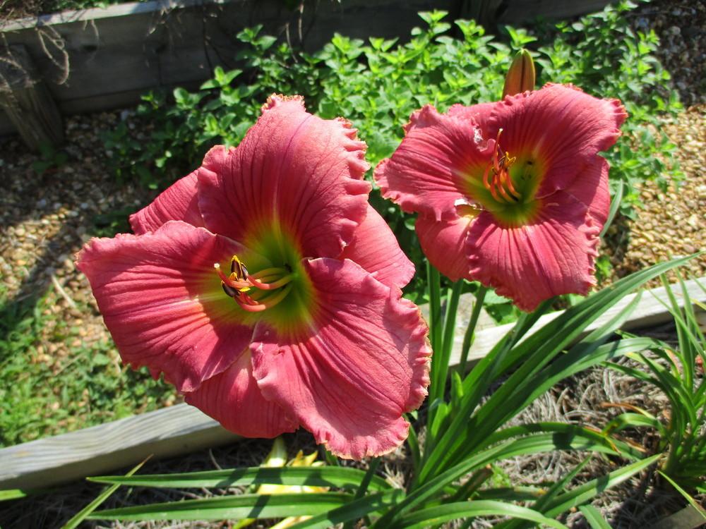 Photo of Daylily (Hemerocallis 'In the Heart of It All') uploaded by Curlycollards