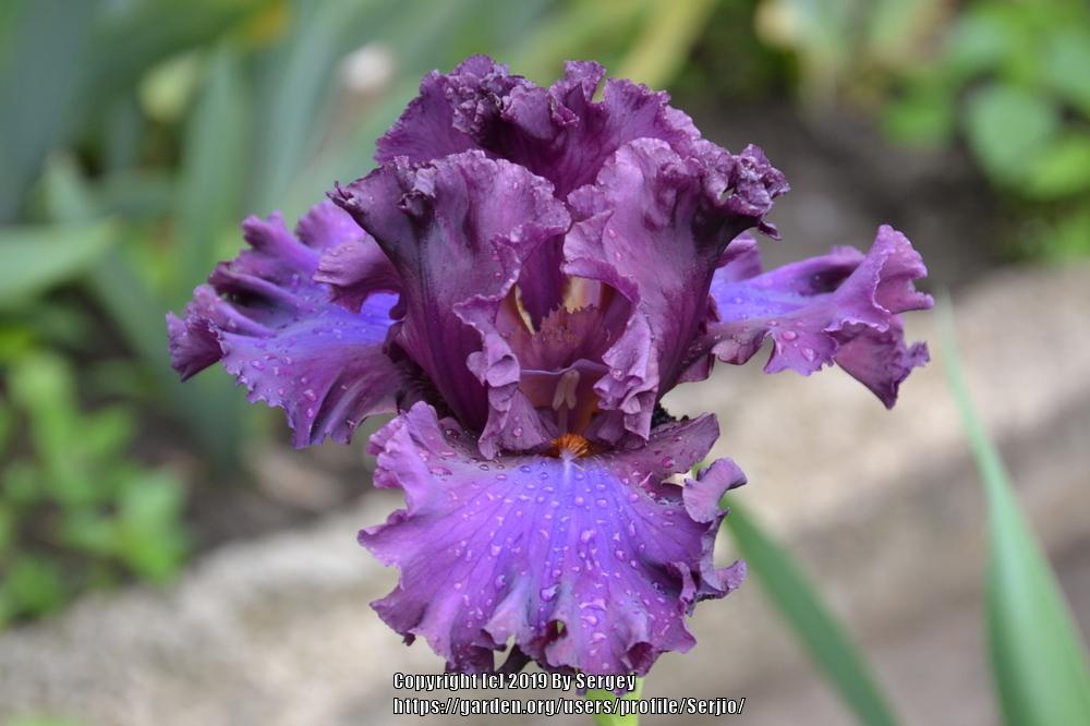 Photo of Tall Bearded Iris (Iris 'Thundermaker') uploaded by Serjio