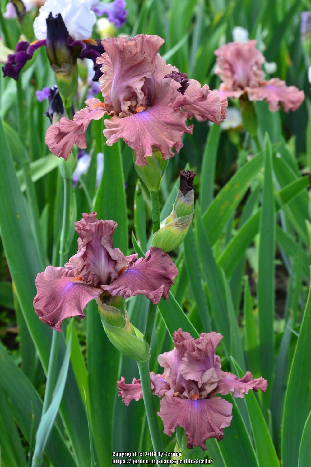 Photo of Tall Bearded Iris (Iris 'Terracotta Bay') uploaded by Serjio