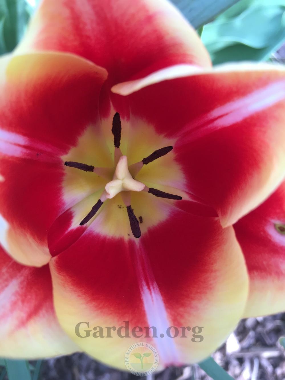 Photo of Tulips (Tulipa) uploaded by chickhill