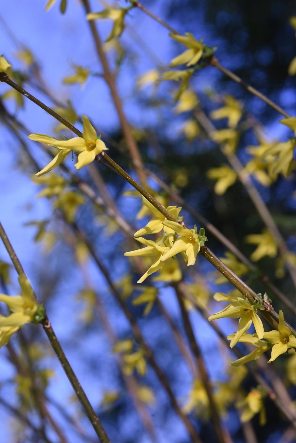 Photo of Forsythia uploaded by cliftoncat