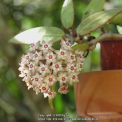 Location: Sebastian,  Florida
Date: 2015-06-04
No longer have this Hoya and can't recall the name.