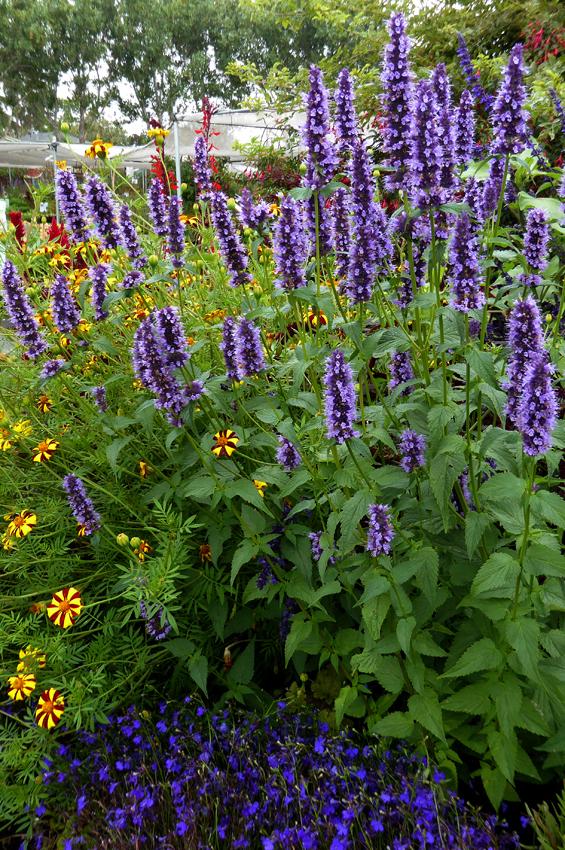 Photo of Anise Hyssop (Agastache 'Black Adder') uploaded by Calif_Sue