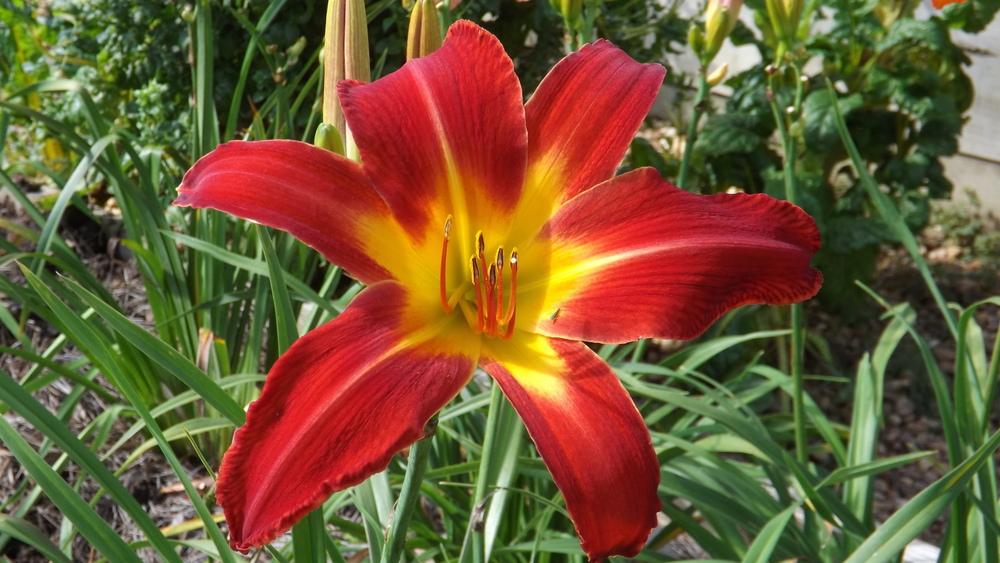 Photo of Daylily (Hemerocallis 'Point of View') uploaded by Curlycollards