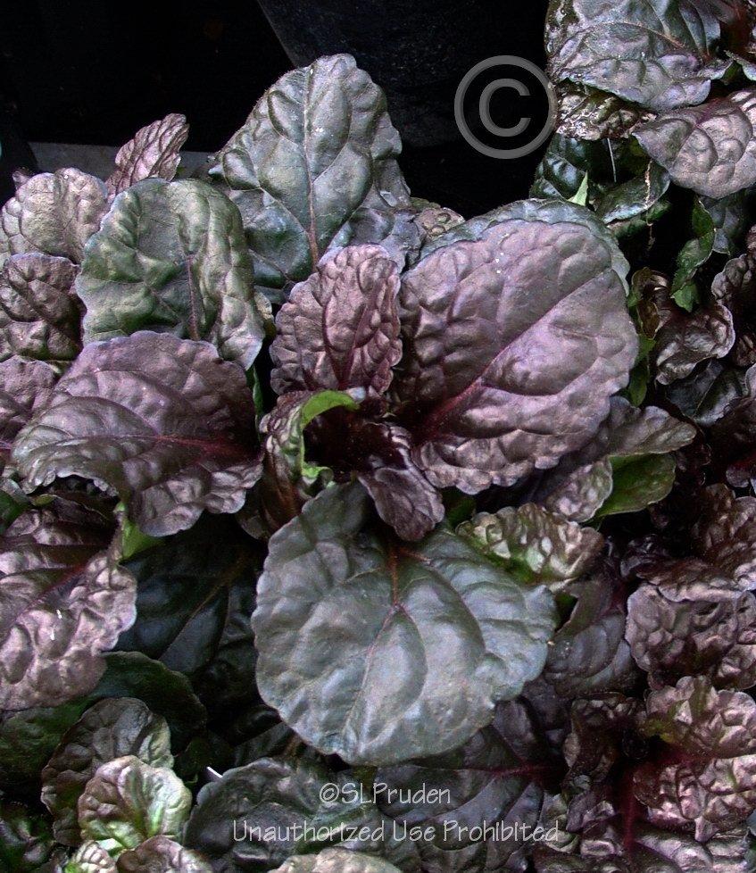 Photo of Bugleweed (Ajuga reptans Black Scallop™) uploaded by DaylilySLP