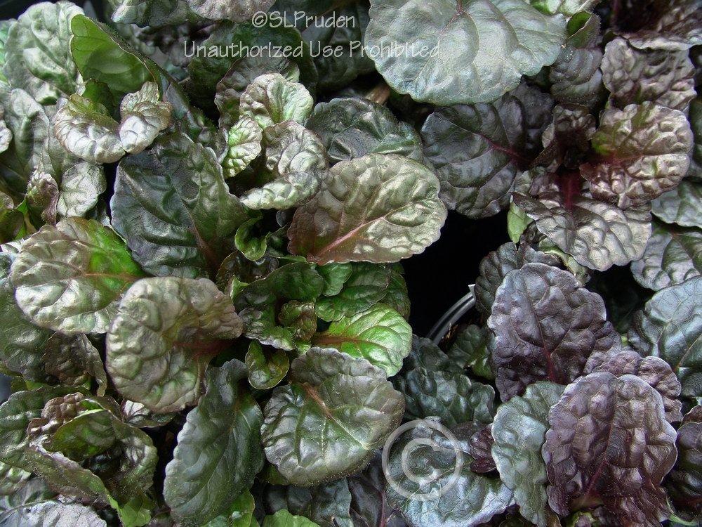 Photo of Bugleweed (Ajuga reptans Black Scallop™) uploaded by DaylilySLP