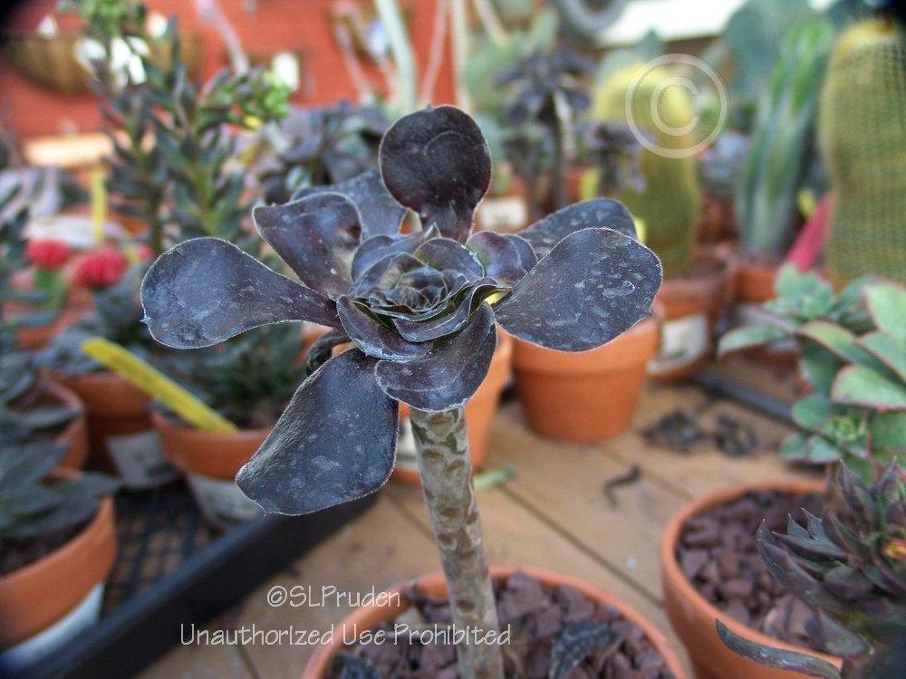 Photo of Black Rose (Aeonium arboreum 'Zwartkop') uploaded by DaylilySLP