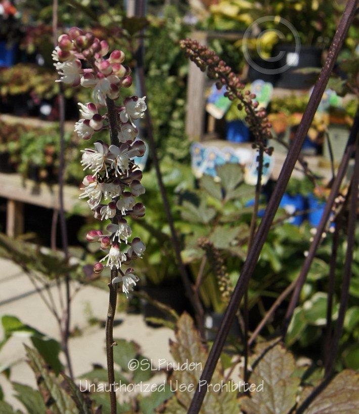 Photo of Bugbane (Actaea racemosa 'Atropurpurea') uploaded by DaylilySLP