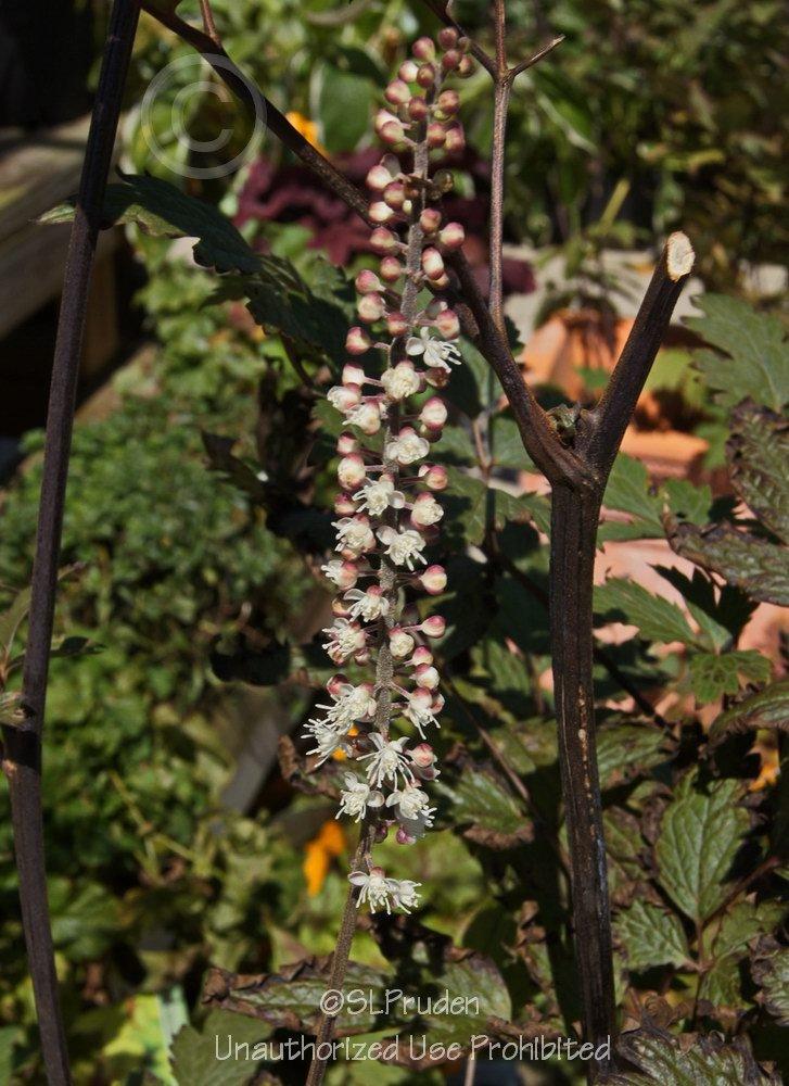 Photo of Bugbane (Actaea racemosa 'Atropurpurea') uploaded by DaylilySLP