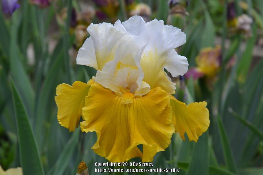 Photo of Tall Bearded Iris (Iris 'Tour de France') uploaded by Serjio