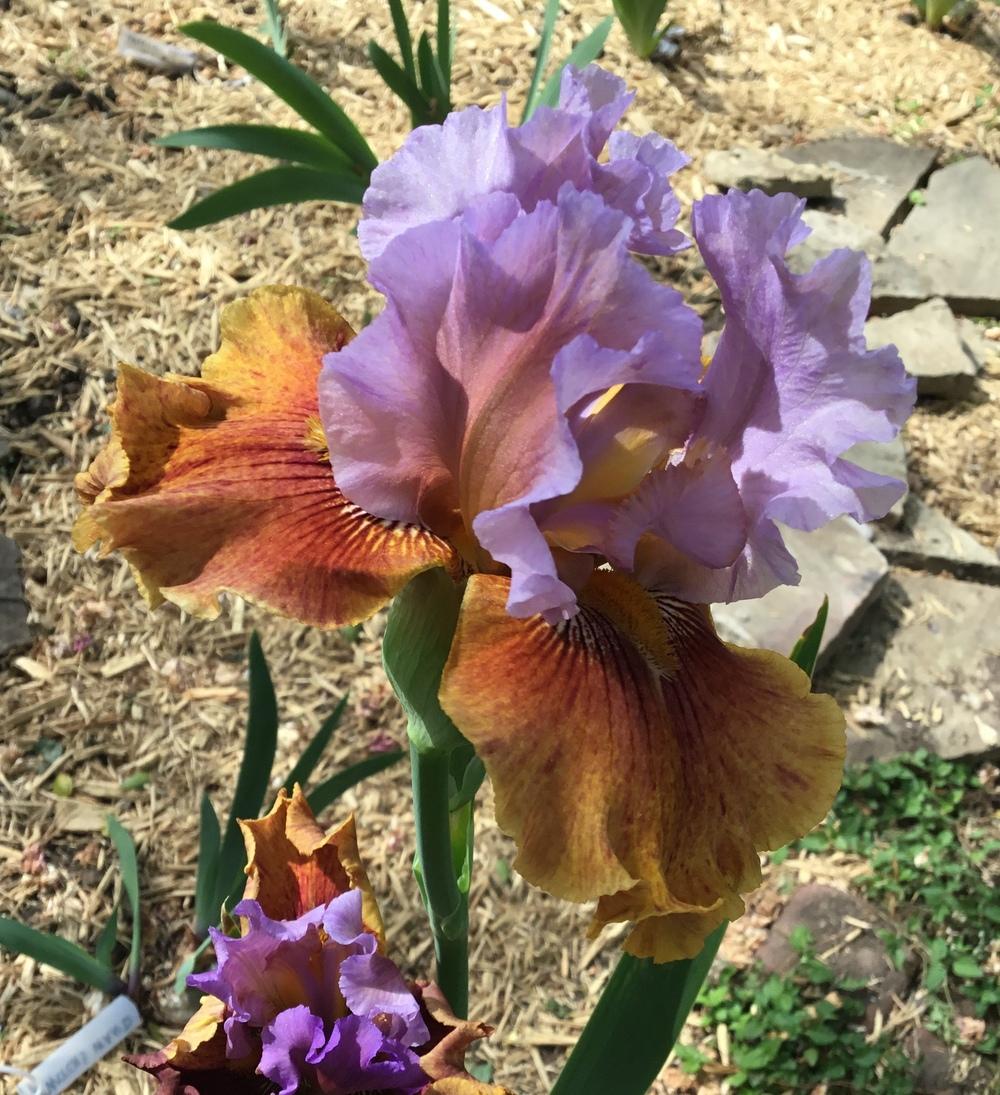 Photo of Tall Bearded Iris (Iris 'Dewuc Whatic') uploaded by TexasShellie