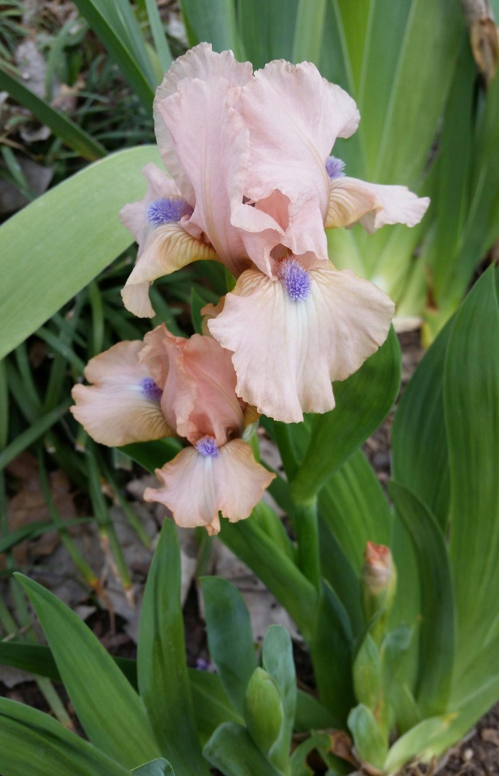 Photo of Standard Dwarf Bearded Iris (Iris 'Pinkster') uploaded by FAIRYROSE