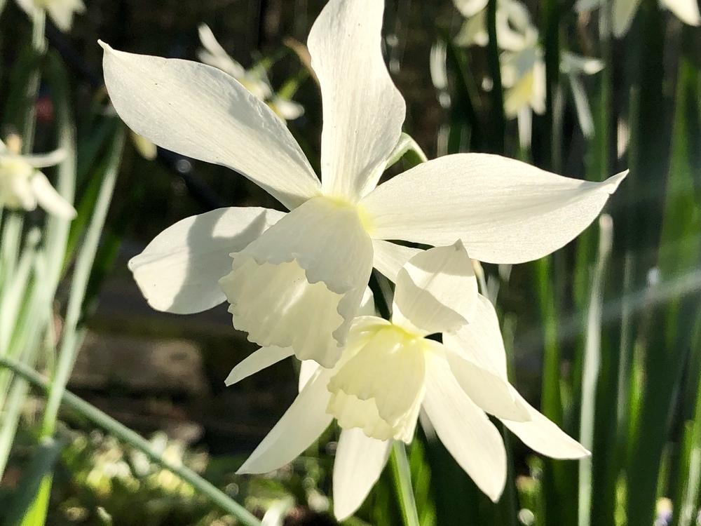Photo of Triandrus Daffodil (Narcissus 'Thalia') uploaded by AngieVanIsld