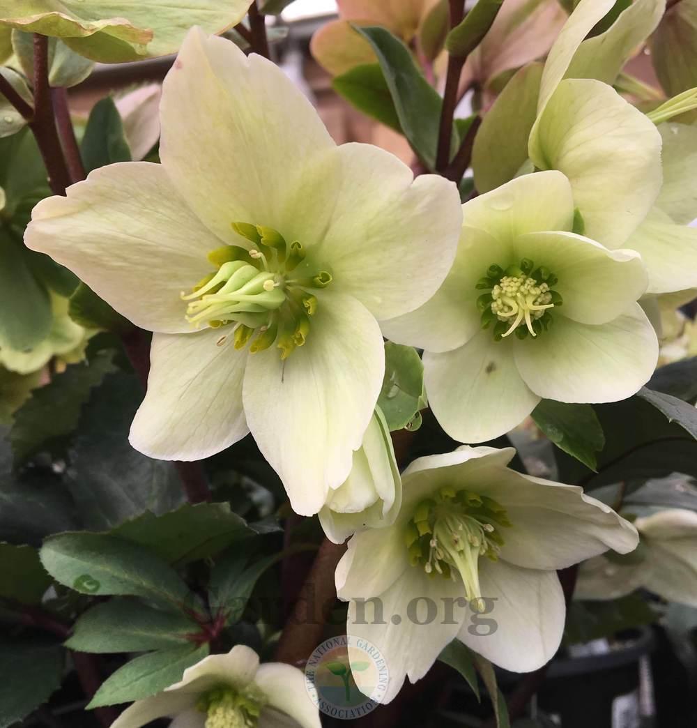 Photo of Hellebore (Helleborus Gold Collection® Champion) uploaded by BlueOddish