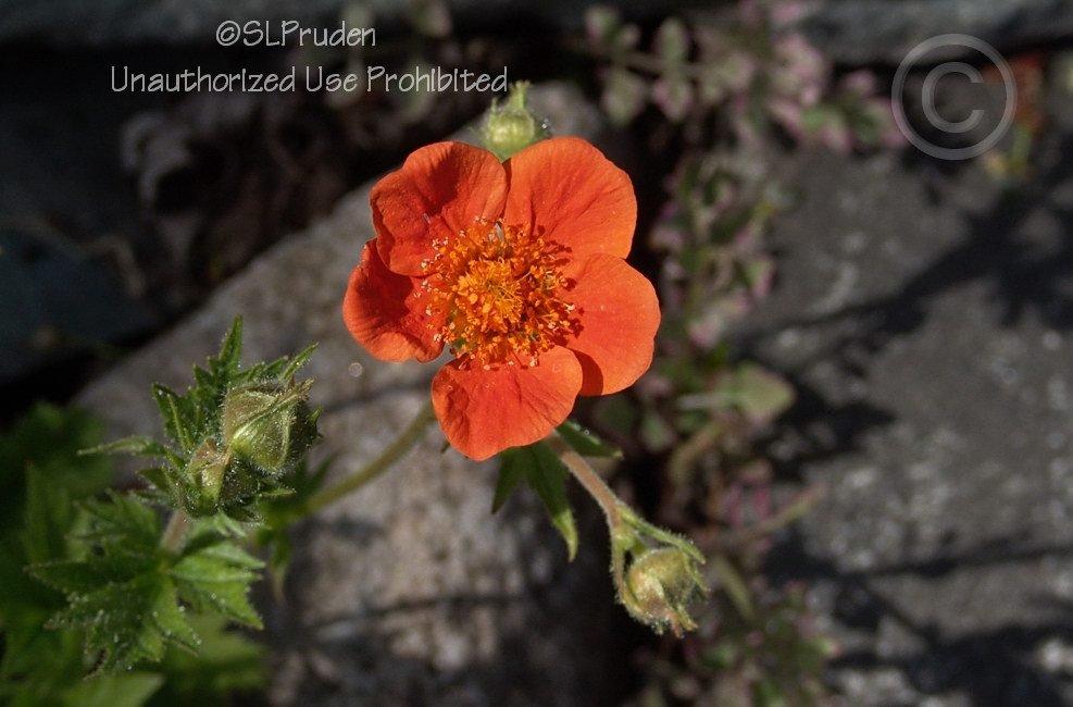 Photo of Avens (Geum coccineum 'Cooky') uploaded by DaylilySLP