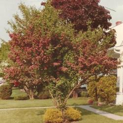 Location: Downingtown, Pennsylvania
Date: early June in the 1980's
mature tree in bloom