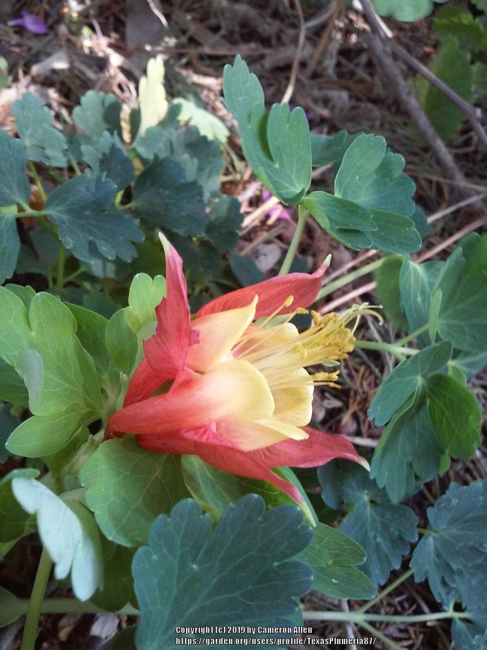 Photo of Eastern Red Columbine (Aquilegia canadensis) uploaded by TexasPlumeria87