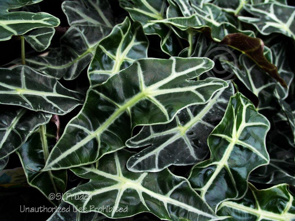 Photo of African Mask (Alocasia 'Polly') uploaded by DaylilySLP