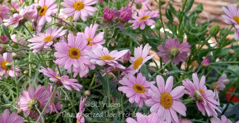 Photo of Marguerite Daisy (Argyranthemum frutescens Molimba®  Pink) uploaded by DaylilySLP