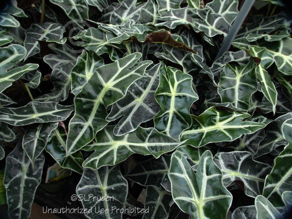 Photo of African Mask (Alocasia 'Polly') uploaded by DaylilySLP