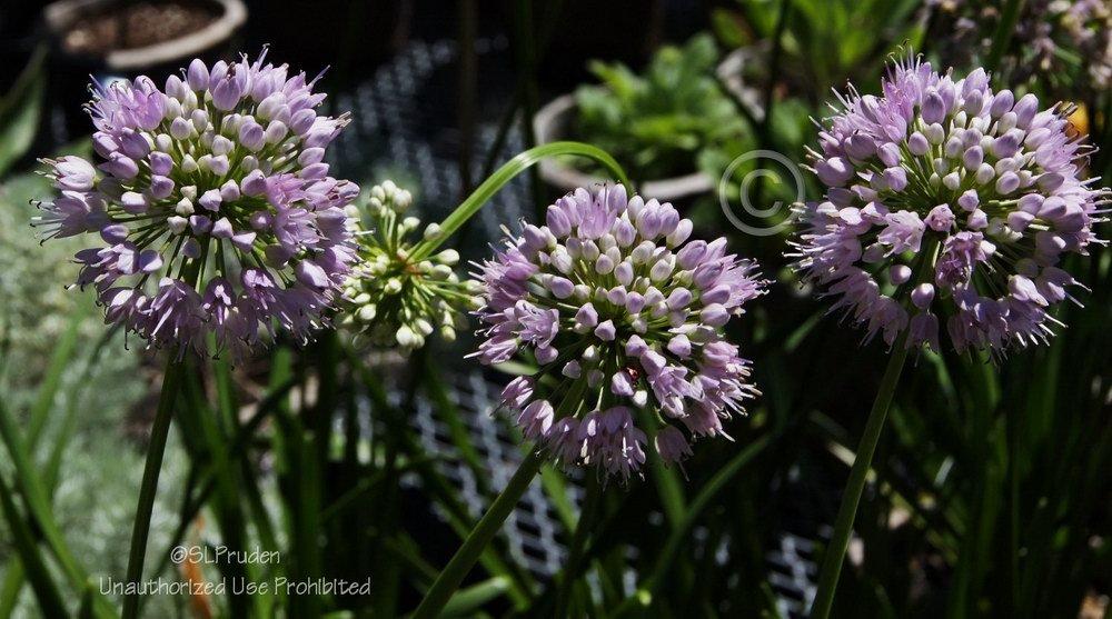 Photo of Mountain Garlic (Allium lusitanicum 'Summer Beauty') uploaded by DaylilySLP