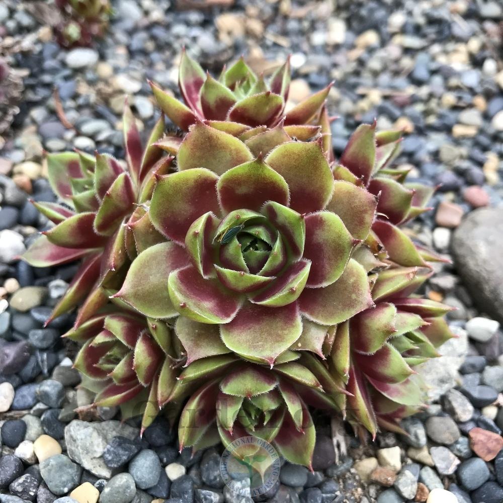 Photo of Hen and Chicks (Sempervivum 'Persephone') uploaded by Patty
