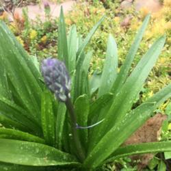 Location: Beautiful Tennessee, my garden
Date: 2019-04-05
Long blue spur on stalk?
