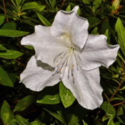Location: Botanical Gardens of the State of Georgia...Athens, Ga
Date: 2019-04-04
Azalea (Rhododendron indicum 'Mrs. G. G. Gerbing