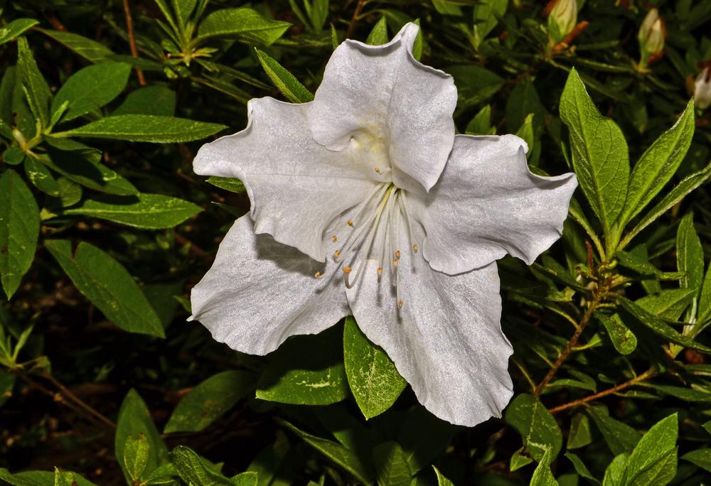 Photo of Azalea (Rhododendron indicum 'Mrs. G. G. Gerbing') uploaded by dawiz1753