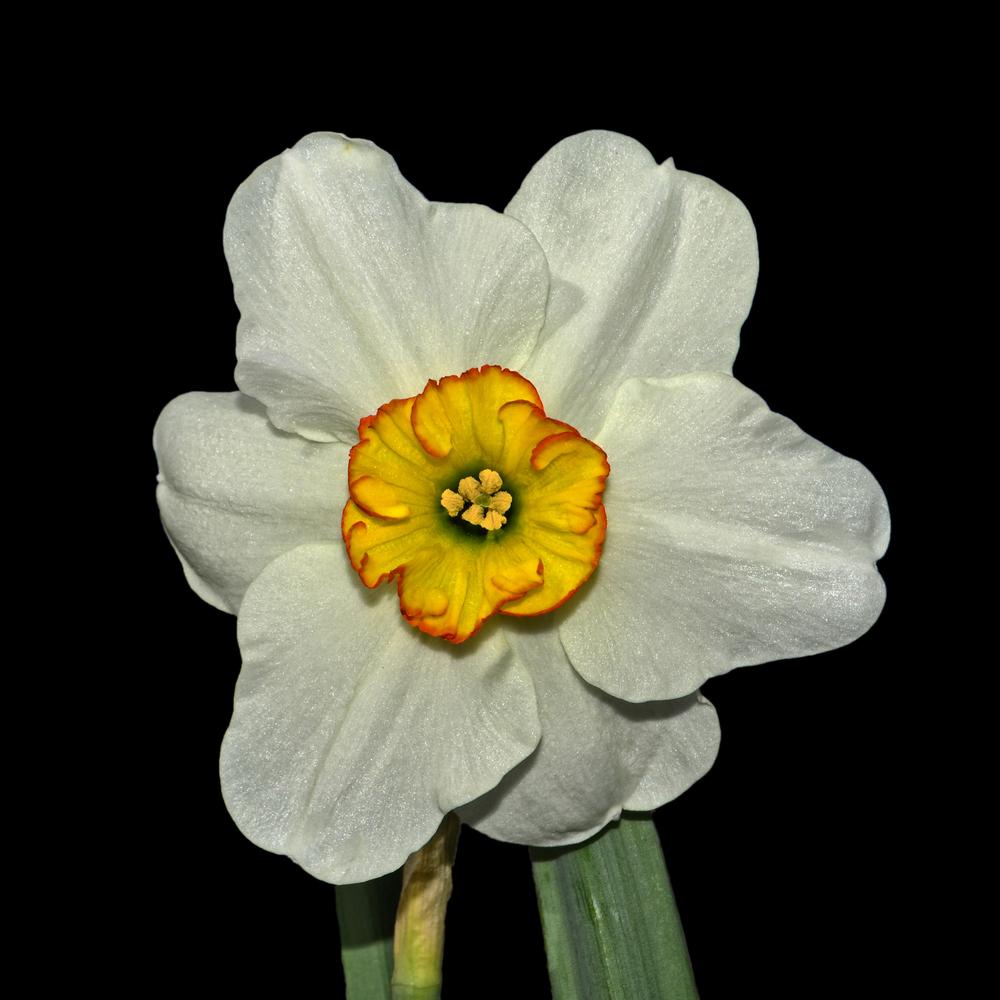 Photo of Species Daffodil (Narcissus poeticus subsp. poeticus) uploaded by dawiz1753