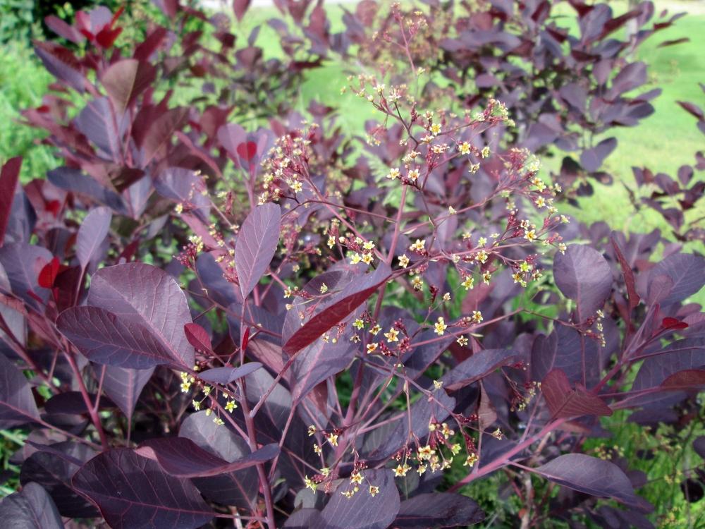 Photo of Smoketrees (Cotinus coggygria) uploaded by lauribob