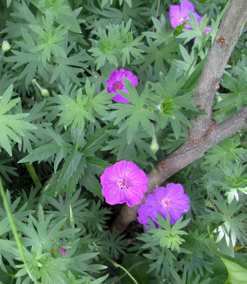 Photo of Hardy Geranium (Geranium sanguineum) uploaded by lauribob