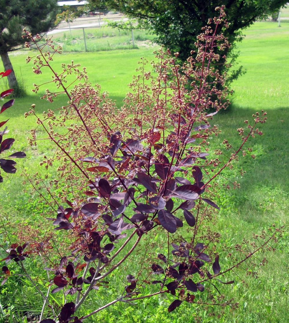 Photo of Smoketrees (Cotinus coggygria) uploaded by lauribob