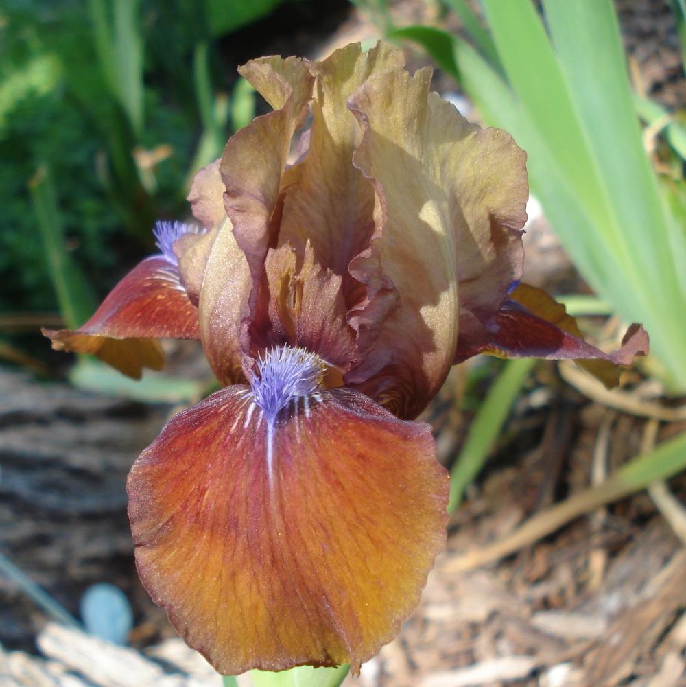 Photo of Standard Dwarf Bearded Iris (Iris 'Tantara') uploaded by lovemyhouse