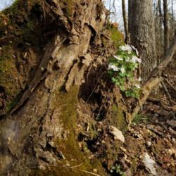 Location: Van Buren, MO
Date: 2019-04-05
Growing in soil clinging to a fallen tree.