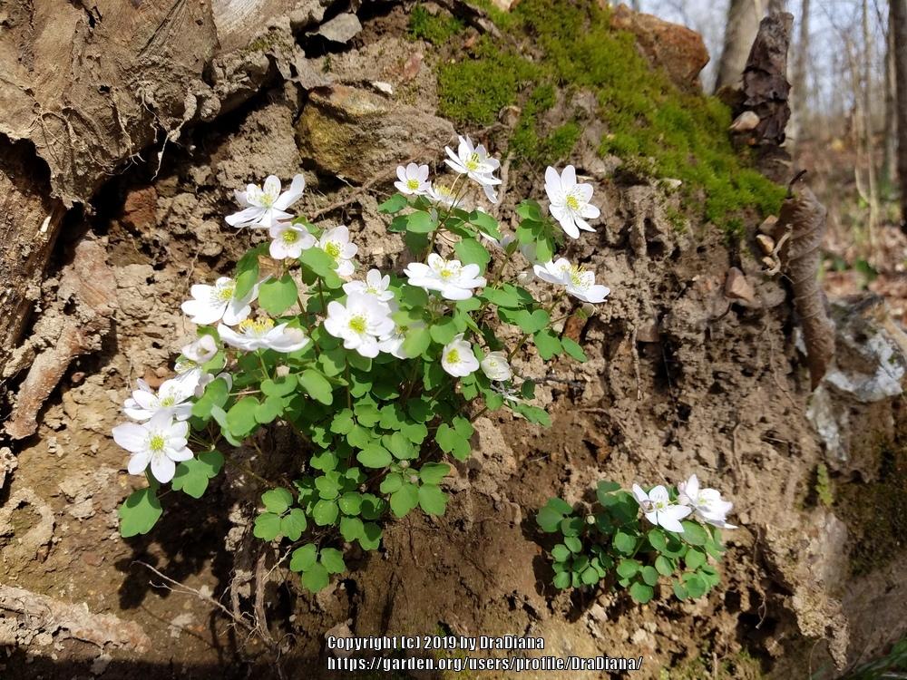 Photo of Rue Anemone (Thalictrum thalictroides) uploaded by DraDiana